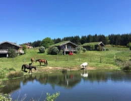 Vignette - Équestre - Domaine Equestre centré sur le Bien Etre équin et l'Agroéco