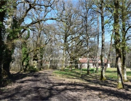 Vignette - Forestière - Propriété de Chasse ou d'Agrément de 60 hectares en Sologne