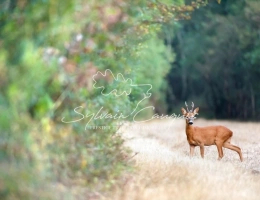 Vignette - Forestière - Propriété de Chasse ou d'Agrément de 180 hectares en Sologne