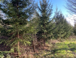 Vignette - Forestière - Massif forestier de Douglas en Nivernais de 72 hectares