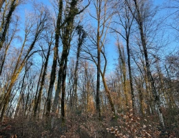 Vignette - Forestière - Propriété de chêne de 2,13 ha en Meurthe-et-Moselle
