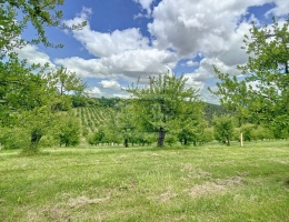 Vignette - Agricultural - Orchard property