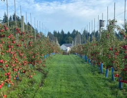 Vignette - Agricole - BRETAGNE - MORBIHAN EXPLOITATION ARBORICOLE EN BIO