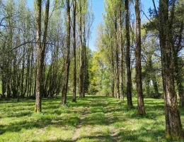 Vignette - Rurale - etang, bois et prairie