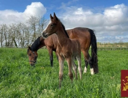 Vignette - Équestre - Propriété équestre 3,4 hectares