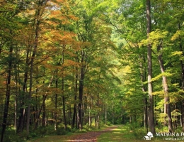Vignette - Prestigious - TRÈS BELLE PROPRIÉTÉ DE CHASSE DE 161ha
