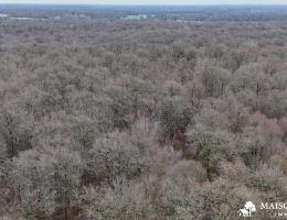 Vignette - Forestière - FORÊT de 38 ha