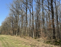 Vignette - Agricole - À vendre   Propriété forestière de 78 ha   Indre (36)