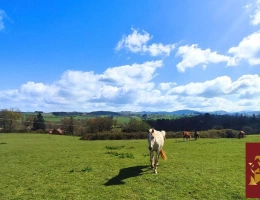 Vignette - Équestre - Propriété équestre 6,5 hectares attenants