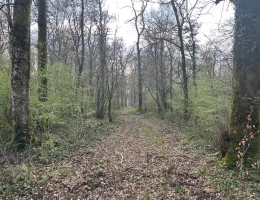 Vignette - Forest - FORÊT DE PRODUCTION FEUILLUE A TRES BON POTENTIEL