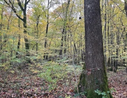 Vignette - Forest - BELLE FORÊT DE PRODUCTION DE CHÊNE
