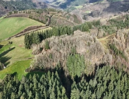 Vignette - Forest - Forêt de production résineuse