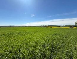 Vignette - Agricultural - Exploitation céréalière de 546 ha à vendre Allier