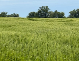 Vignette - Agricultural - Exploitation en majorité céréale de 100 ha dans l’Indre