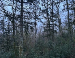 Vignette - Forestière - 82ha de forêt mixte à valoriser