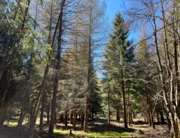 Vignette - Forestière - Forêt de production résineuse dans le Massif central