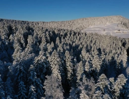 Vignette - Forestière - EXCEPTIONNELLE FORÊT DE SAPINS DE MOYENNE MONTAGNE