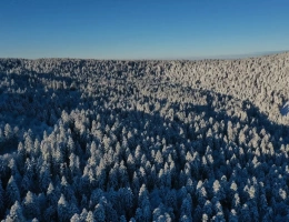 Vignette - Forest - EXCEPTIONNELLE FORÊT DE SAPINS DE MOYENNE MONTAGNE