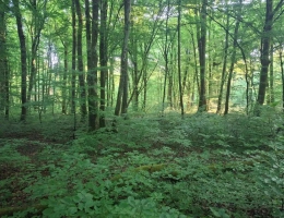 Vignette - Forestière - Forêt de production de feuillus
