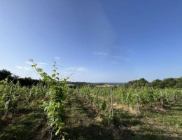 Vignette - Viticole - À Vendre : Terrain avec Vignes - Puy-d'Arnac (19)