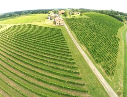 Vignette - Viticole - Domaine Viticole Éco-responsable à Vendre