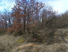 Vignette - Forestière - Ensemble de 3 terrains boisés 4870 m²