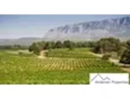 Vignette - Vineyard - For Sale: Free Life Annuity Wine Estate in the Var (83)