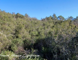 Vignette - Forestière - Terrain à vendre  TOURVES (83)