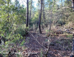 Vignette - Forestière - Terrain naturel 55050m²  TOURVES (83)