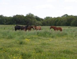 Vignette - Équestre - Située dans le Maine-et-Loire (49), à proximité de Saumur, ce