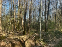 Vignette - Forestière - Terrain à vendre  LE VIEIL BAUGE (49)