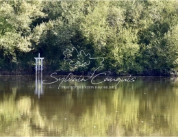 Vignette - Forest - 5 hectare Fishing or Recreational Property in the Orleans Forest