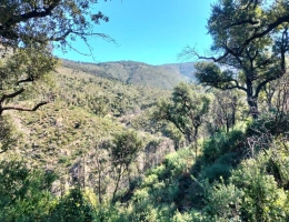 Vignette - Forestière - Propriété forestière avec bâtis et source au coeur du massif des Maures