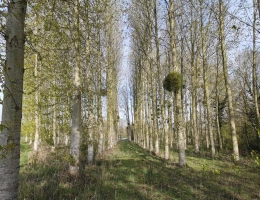 Vignette - Rurale - Terrain de loisirs avec étang et peupleraie