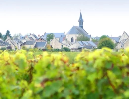 Vignette - Vineyard - Sale of land and vines in AOC Chinon