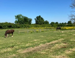 Vignette - Équestre - Propriété équestre sur plus de 40 hectares