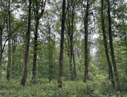 Vignette - Forestière - Forêt de production de chêne et sa palombière