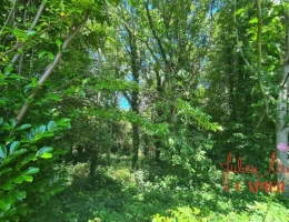 Vignette - Forest - Terrain à vendre  SCAER (29) - Environ 4,5 Ha