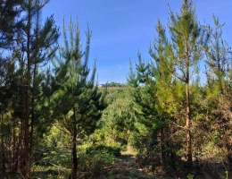 Vignette - Forestière - Investissez dans une forêt de 4 ha aux portes de Quimper