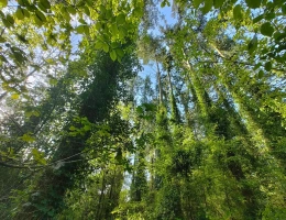 Vignette - Forestière - Forêt de Douglas proche Saint Malo