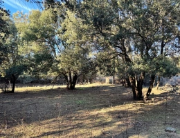 Vignette - Touristique - Terrain 3250 m2 avec batiment de 200m2 habitables à vendre, proche de L'ILE ROUSSE (20)