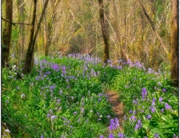 Vignette - Forestière - A vendre BOIS 16281 m2  SALIES DE BEARN (64)