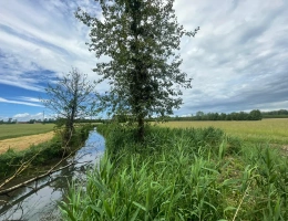 Vignette - Forestière - Peupleraie de 85 ha à reconstituer dans le Cher