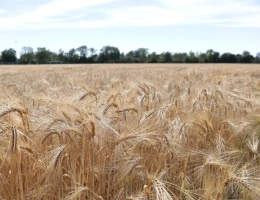 Vignette - Agricole - Investissement - Foncier agricole loué   6,9 ha   revenu loc