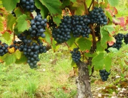 Vignette - Agricole - Terrain viticole en AOC Chateaumeillant