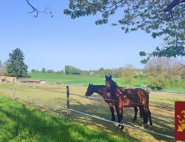 Vignette - Équestre - Propriété sans voisins 3,4 hectares