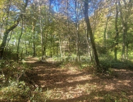 Vignette - Forestière - Bois à vendre, LAGRANGE (40)