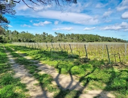 Vignette - Vineyard - Vineyard
