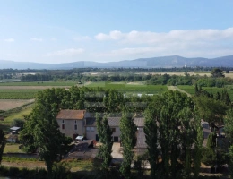 Vignette - Vineyard - Vineyard