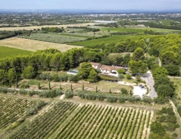 Vignette - Vineyard - Wine estate in the heart of the Ventoux AOP